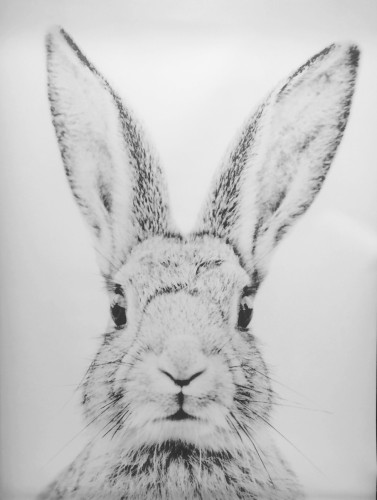 Hare    